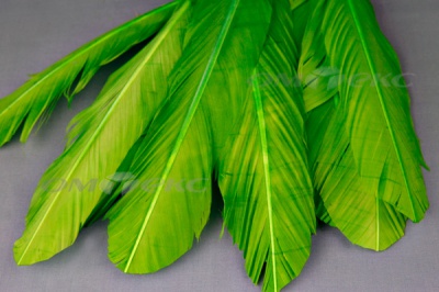 Декоративный Пучок из перьев, перо 24см/зеленый - купить в Новом Уренгое. Цена: 12.19 руб.
