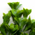 Трава искусственная -1, шт (эвкалипт лист 32 см/8 см)				 - купить в Новом Уренгое. Цена: 169.93 руб.